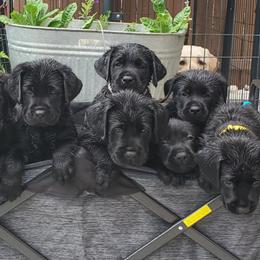 Labrador Retriever Puppies from Labs4Ever Labradors