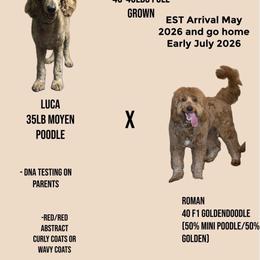 Goldendoodle puppies from Zink Doodles