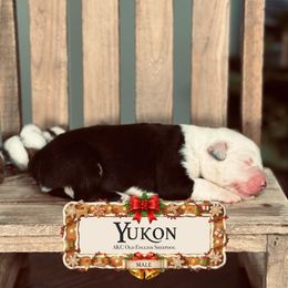 Yukon - Gray and white male Old English Sheepdog puppy in Cleveland, Tennessee from Narrow Path Old English & Sheepadoodles