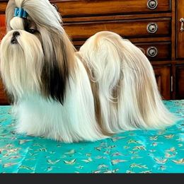 Renegade - Shih Tzu