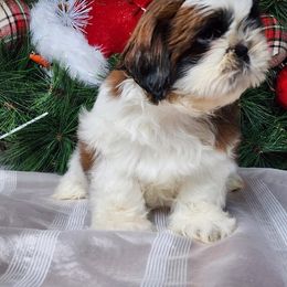 French Bulldog and Shih Tzu Puppies from French Bulldogs Planet