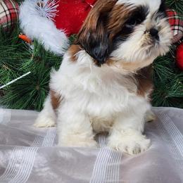 French Bulldog and Shih Tzu Puppies from French Bulldogs Planet