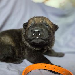Orange - Bi-color male German Shepherd puppy in Motley, Minnesota from Von Thomson Haus