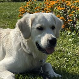 Goldendoodles and Golden Retrievers from Creamy Retrievers