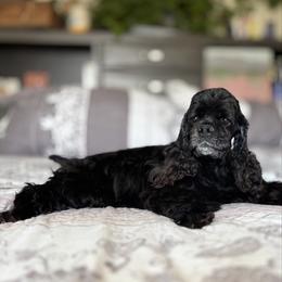 Light buff boy - Buff male Cocker Spaniel puppy in Oregon from Doc's Cockers