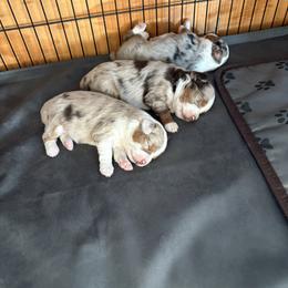 Miniature Australian Shepherd Puppies from Mid-Plains Mini Aussies