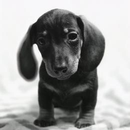 Josey's Smooth wildboar female - Wild boar female Dachshund puppy in Lyle, Washington from Wines Wienery
