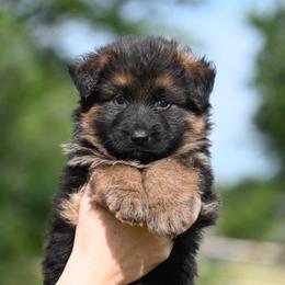 Lilith - Black and red female German Shepherd puppy in Azle, Texas from Nuckols-Alsup Canines German Shepherds