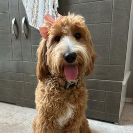 Katie - Goldendoodle
