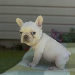 Everest - Cream male French Bulldog puppy in Spokane, Washington from Lilac City Frenchies