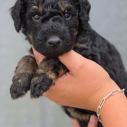 Macadamia - Black tri-color male Aussiedoodle puppy in Lithia, Florida from Waterford Doodle Farm
