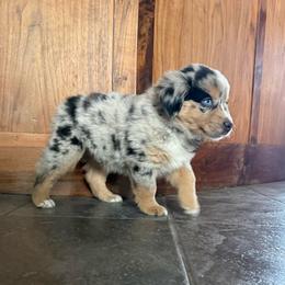 Saffron - Blue merle male Miniature Australian Shepherd puppy in Medical Lake, Washington from MAS Gone Rogue