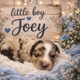 Joey - Red merle male Miniature Australian Shepherd puppy in Lubbock, Texas from Baby Storm Kennels