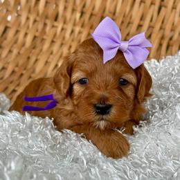 Purple - Red  female Goldendoodle puppy in Hesperia, Michigan from Red Acres Poodles & Doodles