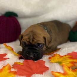 Denali - Brindle male Boxer puppy in Cache County, Utah from Red Rock Boxers