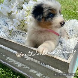 Australian Shepherd Puppies from Smith Southern Aussies