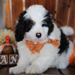 Bernedoodle Puppies from DoodlyDoodlyDoodles