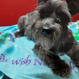 Luna - Miniature Schnauzer