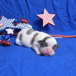 Blue spotted girl - Blue and white female Shih Tzu puppy in Vinita, Oklahoma from Locust Creek Shih Tzu & Havanese