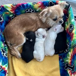 Chihuahua Puppies from Wild Mountain Chihuahuas