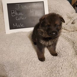 German Shepherd Puppies from Hamilton Pine Kennels