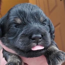 Boy 3 - Black Schnoodle puppy in Leitchfield, Kentucky from Eveleigh Acres Puppies