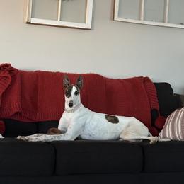 Dulcet - Greyhound