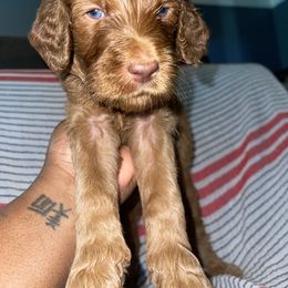 Sonny - Apricot Goldendoodle puppy in Morrow, Georgia from High Society Kennel
