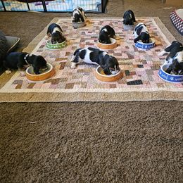 Basset Hound Puppies from Marvel-ous baby basset hounds