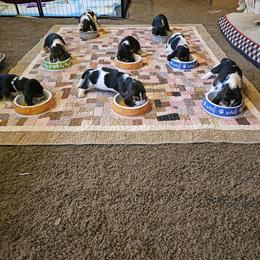 Basset Hound Puppies from Marvel-ous baby basset hounds