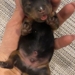 Boy 1 - Yorkshire Terrier puppy in Washington from Yorkiecharm
