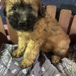 Cheesy - Wheaten male Soft Coated Wheaten Terrier puppy in Gladewater, Texas from Felicias Swheaties