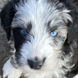 Aussiedoodles and Bernedoodles from GRand Doodles