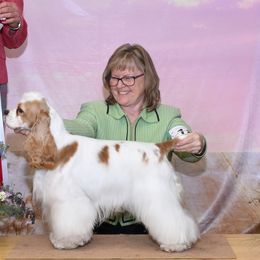 Becca - Cocker Spaniel