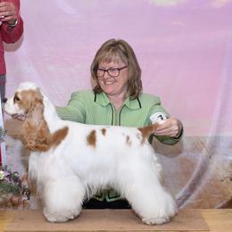 Becca - Cocker Spaniel