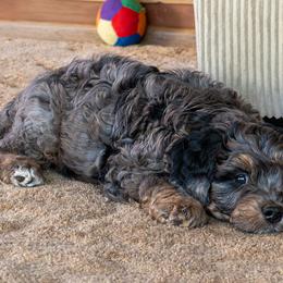 Iron - Merle male Bernedoodle puppy in Roy, Utah from Doodles are Amazing