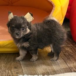 Bella 7,500 - Blue and tan female Chihuahua puppy in Summerfield, Florida from Uey’s Chihuahuas