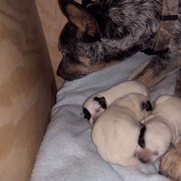 Australian Cattle Dog Puppies from Kentucky bluegrass blue healer