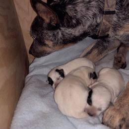 Australian Cattle Dog Puppies from Kentucky bluegrass blue healer