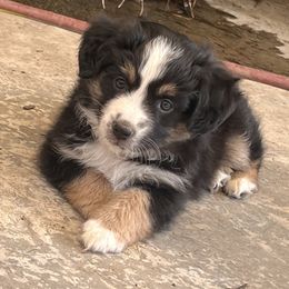 Black Tri Female 1 - Black tri female Miniature Australian Shepherd puppy in Denair, California from CenCal Mini Aussies