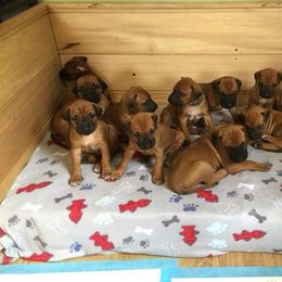 Rhodesian Ridgeback Puppies from Supernova Ridgebacks