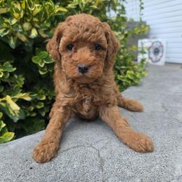 Jesse - Red female Bernedoodle puppy in Blackfoot, Idaho from Draper Mountain Doodles