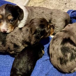 Chihuahua, Dachshund, and Poodle Puppies from Bartelt Breeders