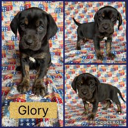 Glory - Black female Catahoula Leopard Dog puppy in Forbes, Minnesota from North Country Catahoulas