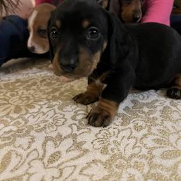 Dachshund Puppies from Scottland Ranch Dachshunds