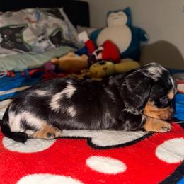 Phantom - Black and tan male Dachshund puppy in Bakersfield, California from Dreaming of Dachshunds