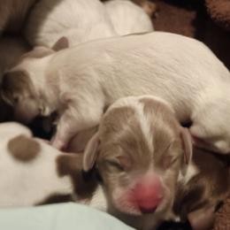 Dachshund puppies from Family and Farm Friendly Dachshund