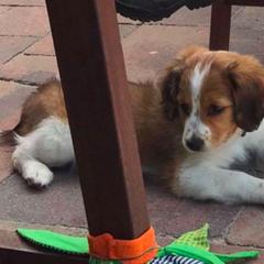Irish Water Spaniel and Nederlandse Kooikerhondje Puppies from Madcap