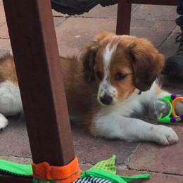 Irish Water Spaniel and Nederlandse Kooikerhondje Puppies from Madcap