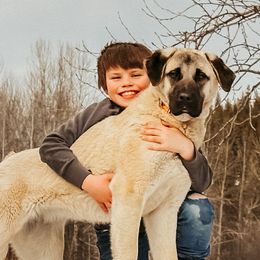 Daisy Duke - Anatolian Shepherd Dog
